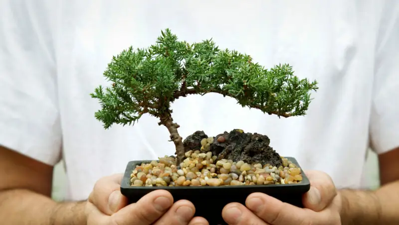 guenstiges weihnachtsgeschenk nuetzliche geschenke fuer kollegen mann haelt einen topf mit bonsai baum