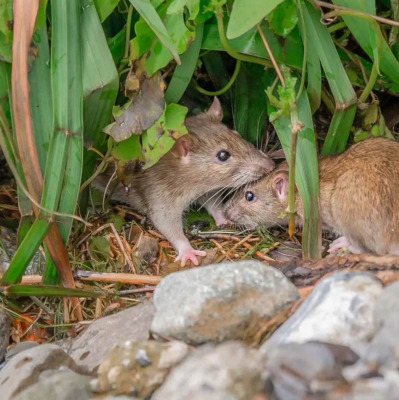 haben ratten angst vor menschen zwei ratten im grass vertsecken