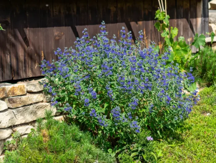 in welchen farben gibt es die bartblume bartblumen im garten umpflanzen bluehender strauch im garten