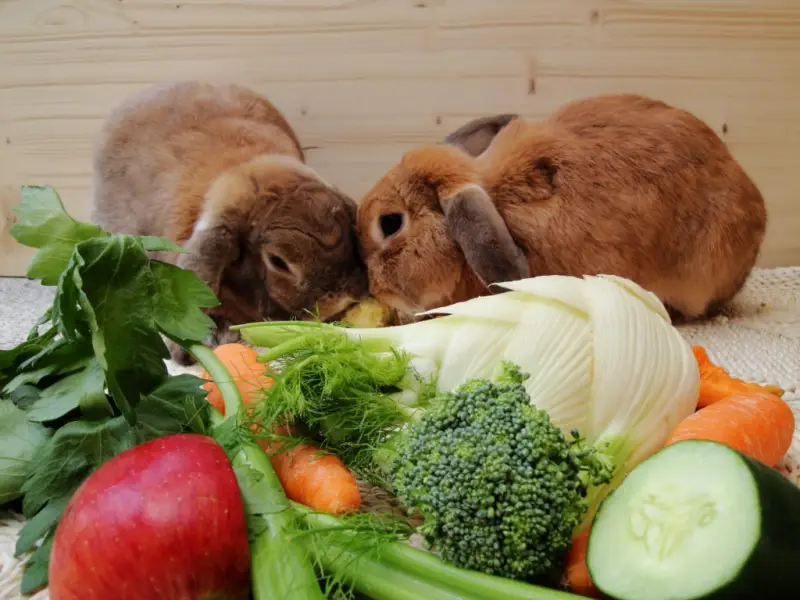 kann man hasen kartoffelschalen geben zwei braune kaninchen fressen an unterschiedlichen gemusen