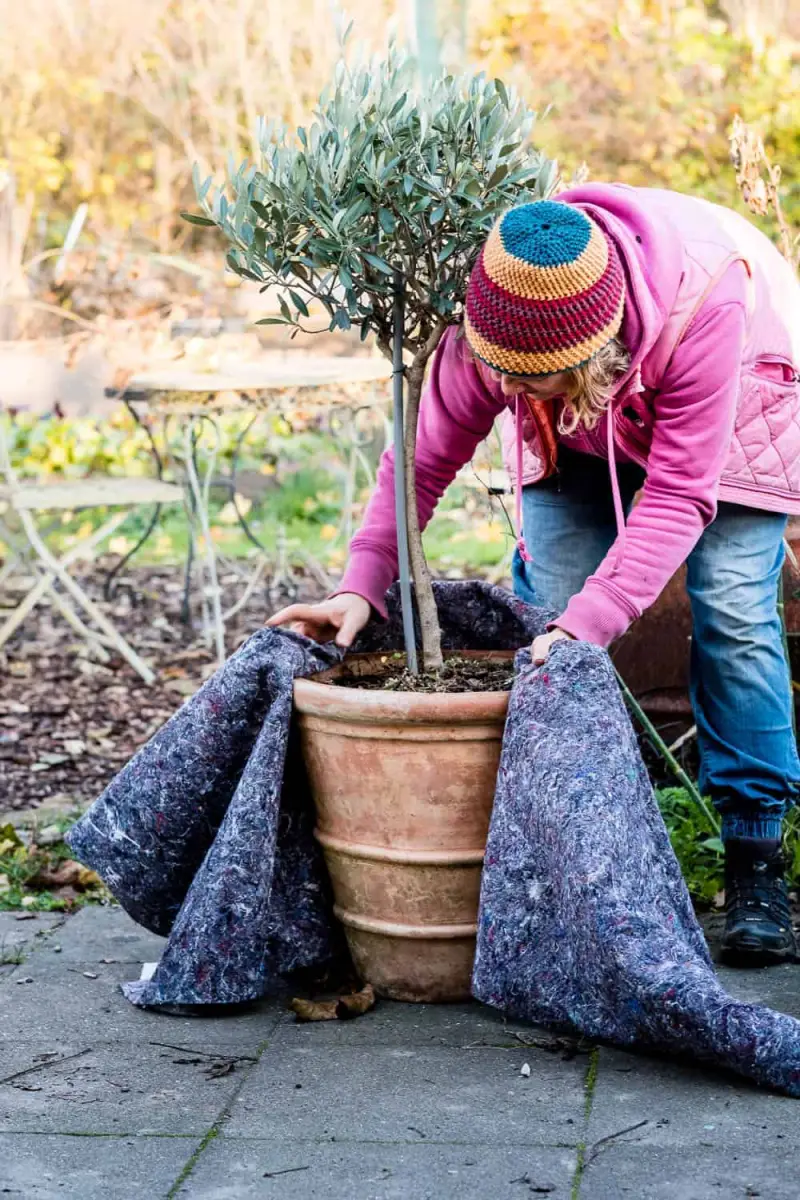 kann man olivenbaum im winter draußen lassen frau wickelt tontopf mit olivenbaum mit deckel um