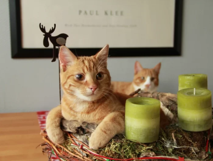 katzenfreundliche weihnachtsdeko schaffen im wohnzimmer