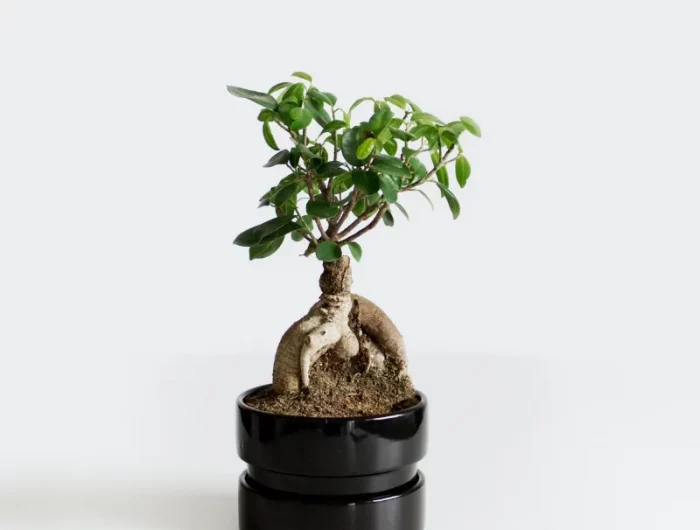 kleiner bonsai baum in einem schwarzen topf