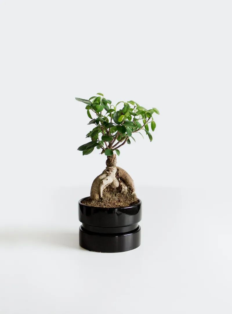 kleiner bonsai baum in einem schwarzen topf