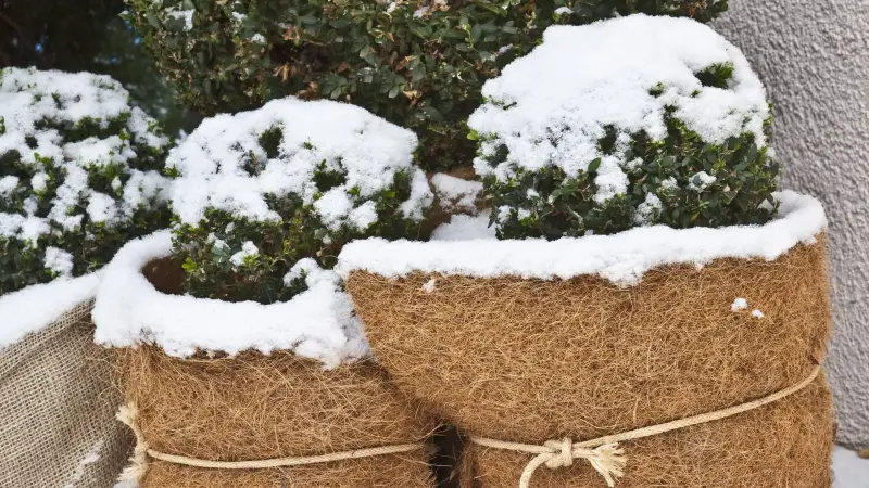 kuebelpflanzen ueberwintern nicht winterharte pflanzen draußen ueberwintern hortensien in kuebel mit vlies umwickelt schnee