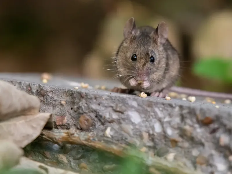 Mäuse vertreiben: 7 tierfreundliche, aber effektive Tipps