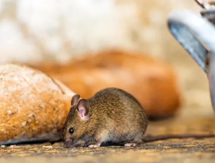 mäuse effektiv vertreiben tipps nahrungsquellen entfernen