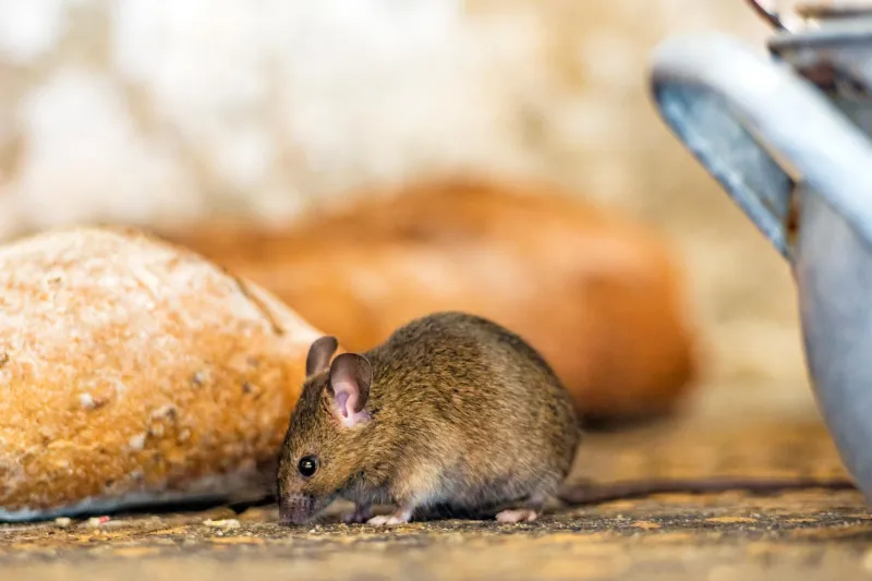 mäuse effektiv vertreiben tipps nahrungsquellen entfernen