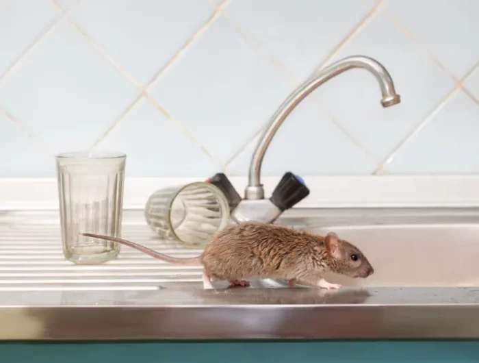 mäuse vertreiben keine essensreste im spülbecken