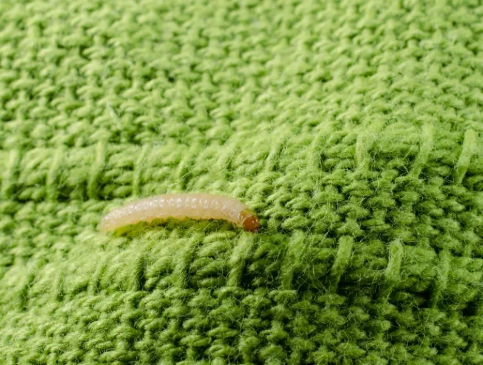 motten larven fressen wolle andere textilien
