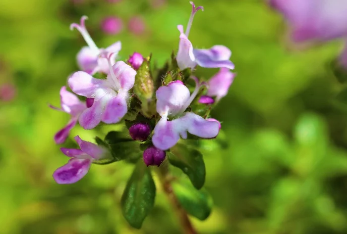 pflanze gegen erkaeltung thymian heilkraut kraut mit lila blueten