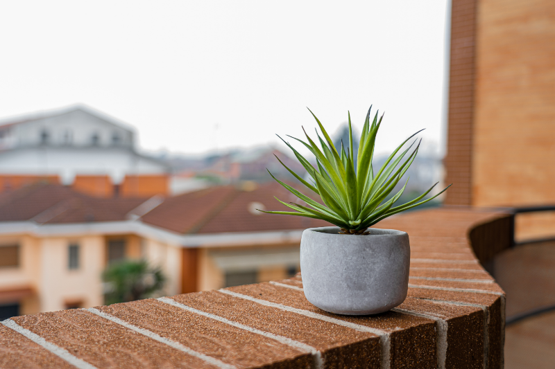 pflanzen balkon winter was ist zu beachten bakonpflanze