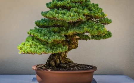 richtige bonsai baum pflege hilfreiche tipps und infos