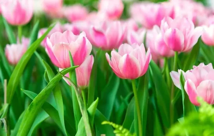 rosafarbene tulpen schöne frühlingsblumen im garten pflegen