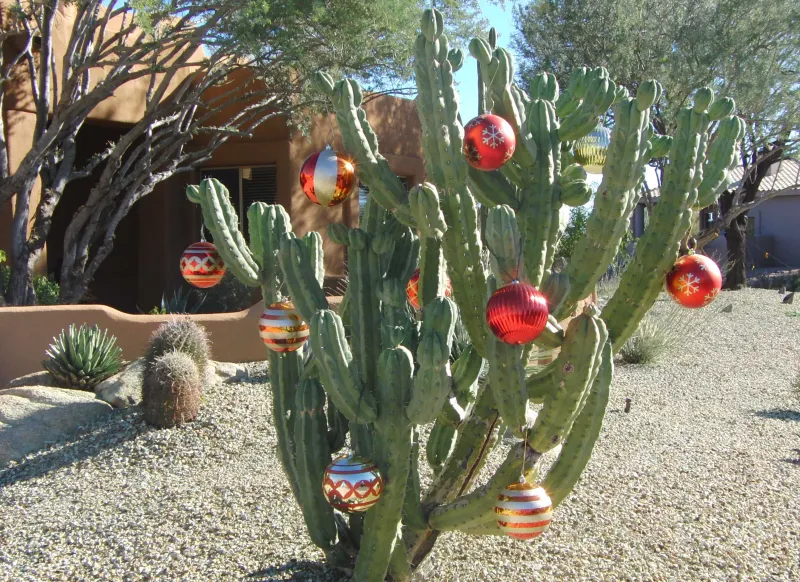 schlumbergera truncata winter cactus