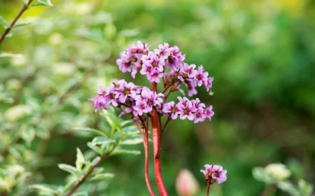 stauden im herbst schneiden bergenie immergruene pflanzen fuer den garten