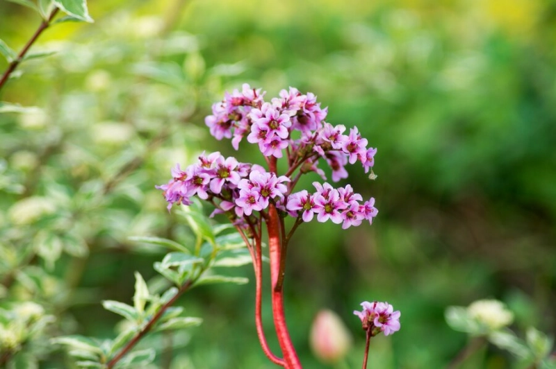 stauden im herbst schneiden bergenie immergruene pflanzen fuer den garten