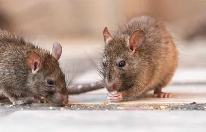 tipps gegen mäuse und welche mittel helfen