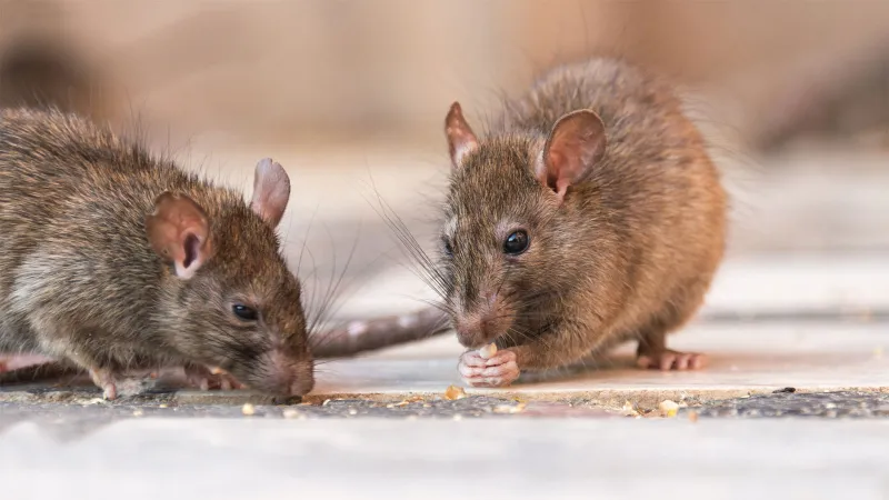 tipps gegen mäuse und welche mittel helfen