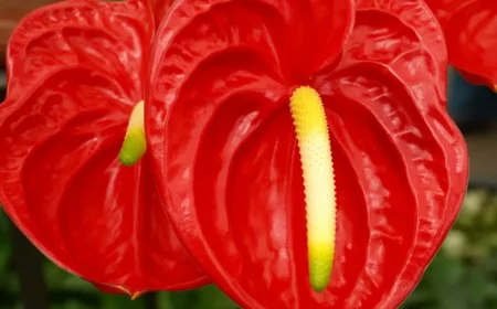 titel pflanzen wenig licht