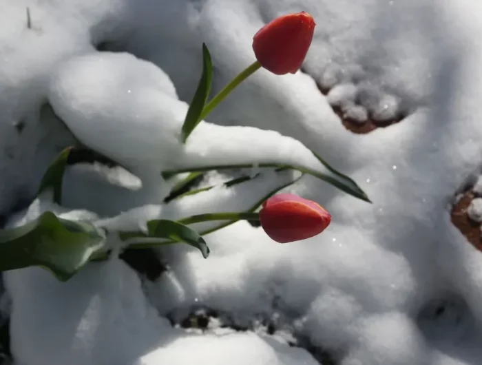 tulpen in schnee tulpen ueberwintern