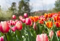 Tulpen pflanzen und pflegen: Alles, was man darüber wissen sollte
