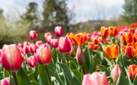 tulpen pflanzen pflegetipps was mögen tulpen nicht