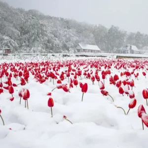 tulpen ueberwintern tulpen in der schnee