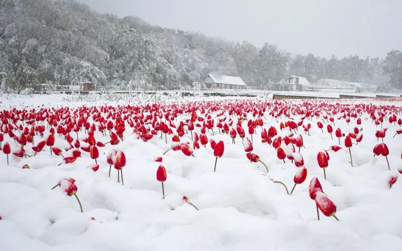 tulpen ueberwintern tulpen in der schnee