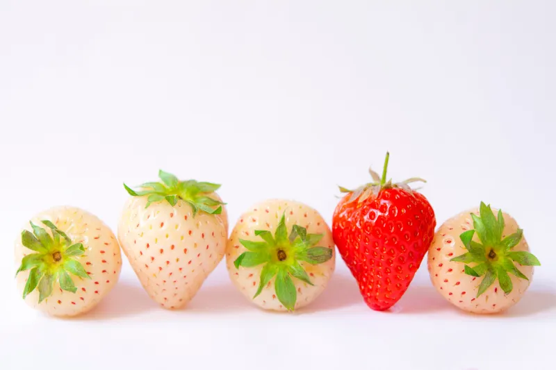 unterschied zwischen rote erdbeeren und weisse erdbeeren