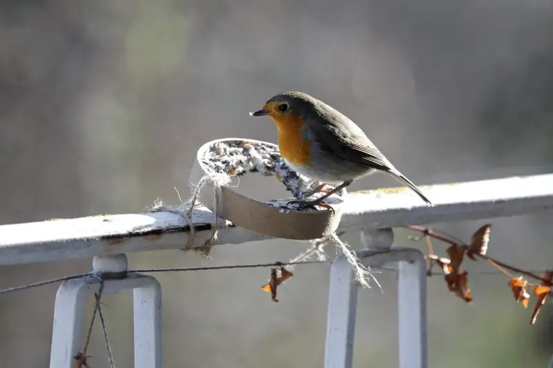 voegel fuettern im garten im winter rotkehlchen auf futterring selber machen