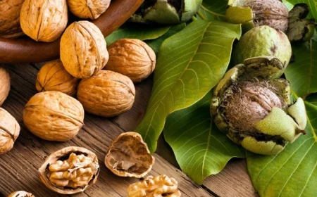 walnüsse trocknen grüne außenhaut entfernen schale knacken