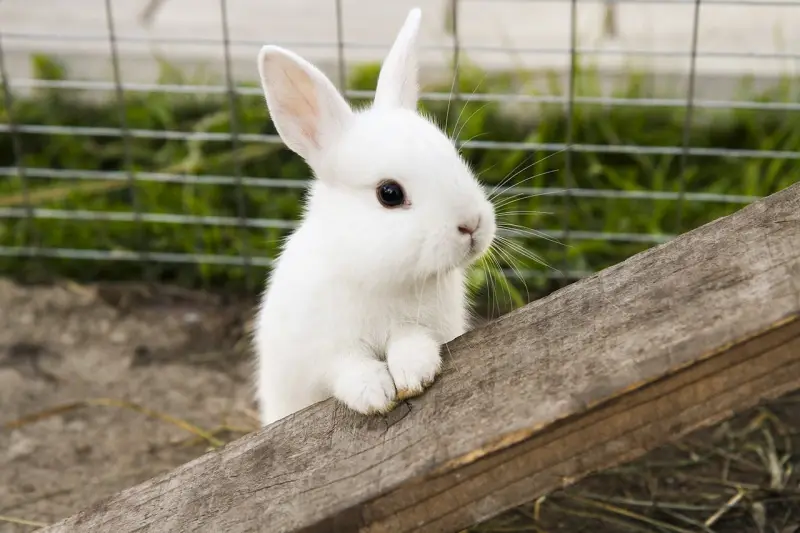 was frisst der hase am liebsten was ist giftig fuer hase kleines weisses kaninchen im garten