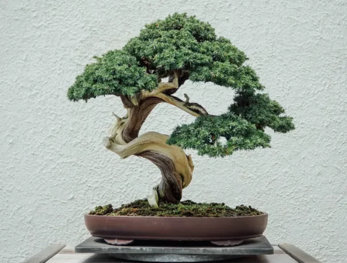 was ist eine bonsai baum und wie pflegt man ihn drinnen