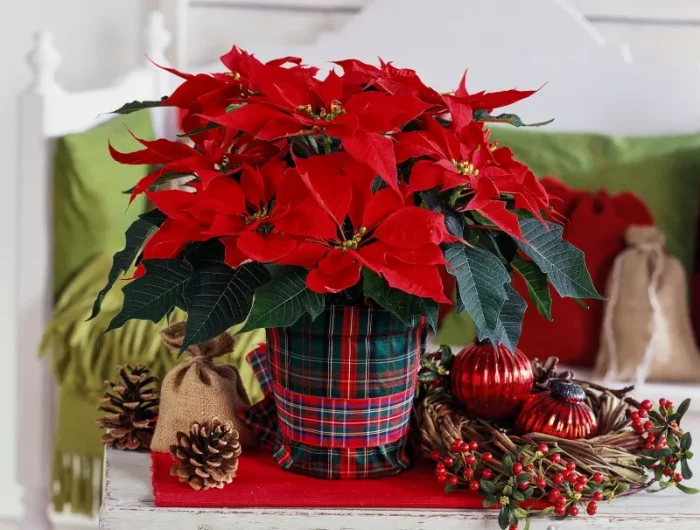 weihnachten dekoration schoene pflanzen roter christstern