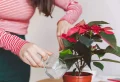 Weihnachtsstern gießen: Wie man die prachtvolle Blume in der Festzeit optimal pflegt