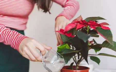 weihnachtsstern pflege wie oft giessen