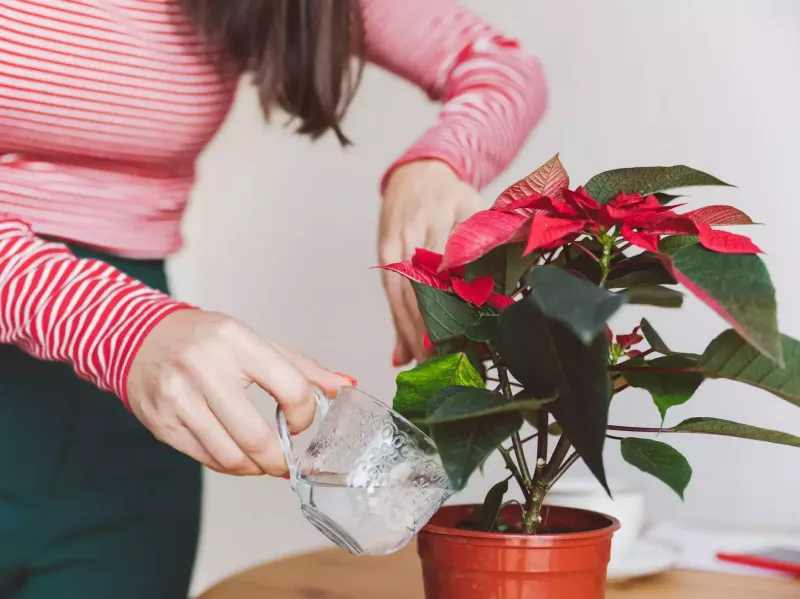 weihnachtsstern pflege wie oft giessen