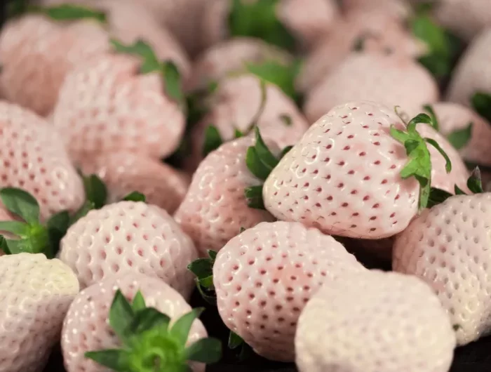 weisse erdbeeren und erdbeeren sorten woran erkennen