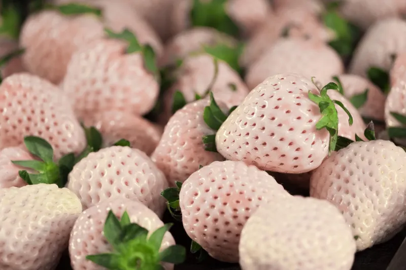 weisse erdbeeren und erdbeeren sorten woran erkennen