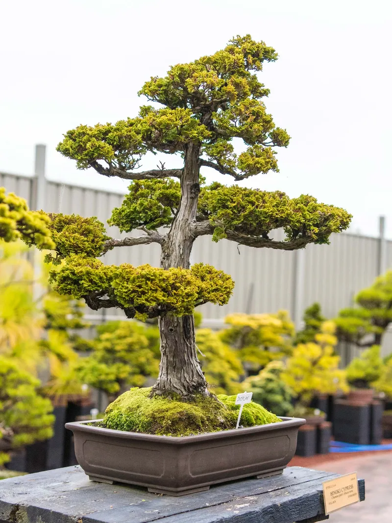 welchen bonsai indoor pflanzen und pflegen tipps