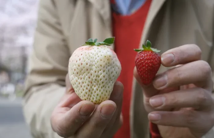 wie gross ist eine weisse erdbeere und wie viel kostet sie
