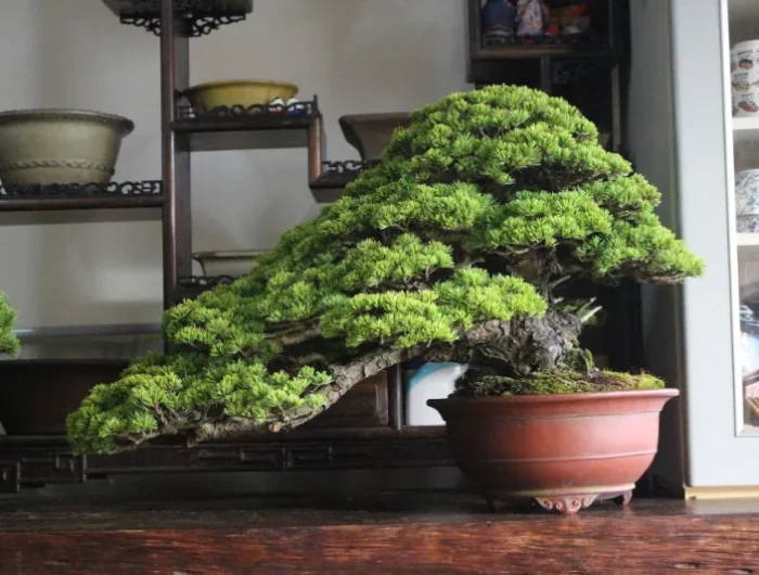 wie pflege ich meine bonsai zimmerpflanze richtig