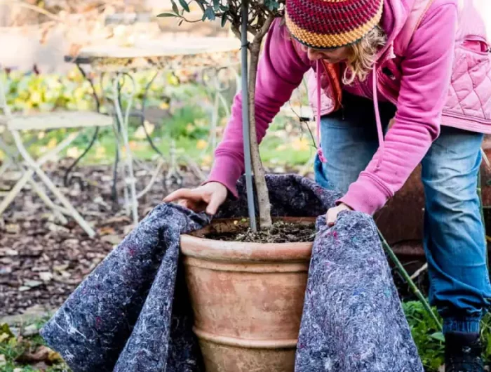 wie schuetzt man pflanzen am besten vor frost terrasse winterfest machen grosser topf olivenbaum mit vlies umwickeln