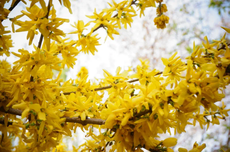 winterjasmin pflanzen kombinieren