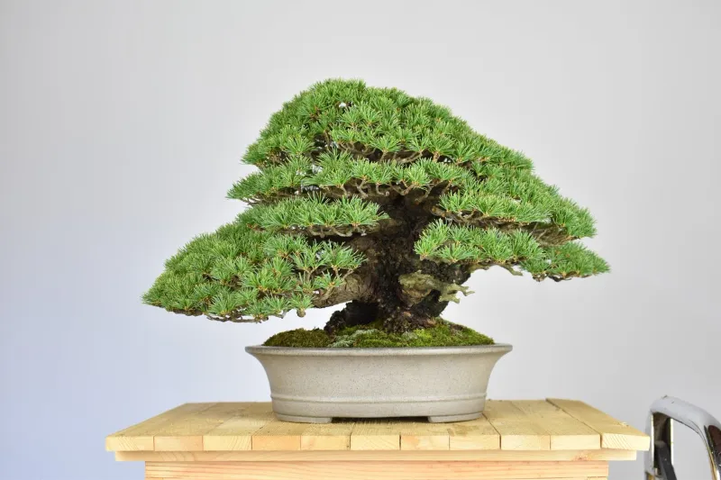 zimmerpflanzen bonsai pflege drinnen