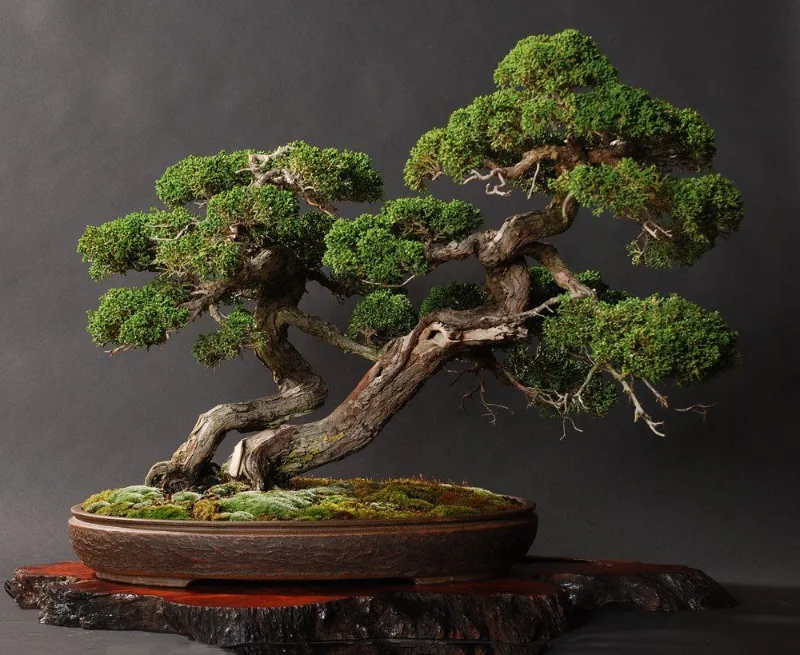 zimmerpflanzen bonsai pflege tipps und infos