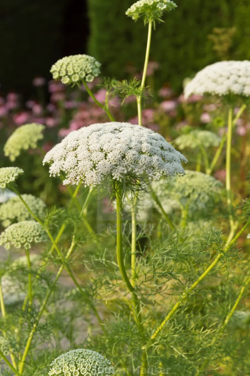 zinnien kombinieren mit bischofskraut garten ideen