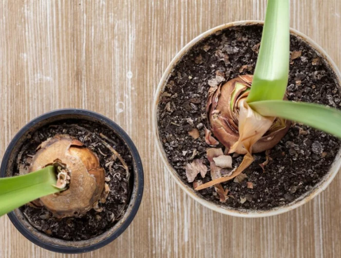 amaryllis gießen im topf rittersporne pflegen