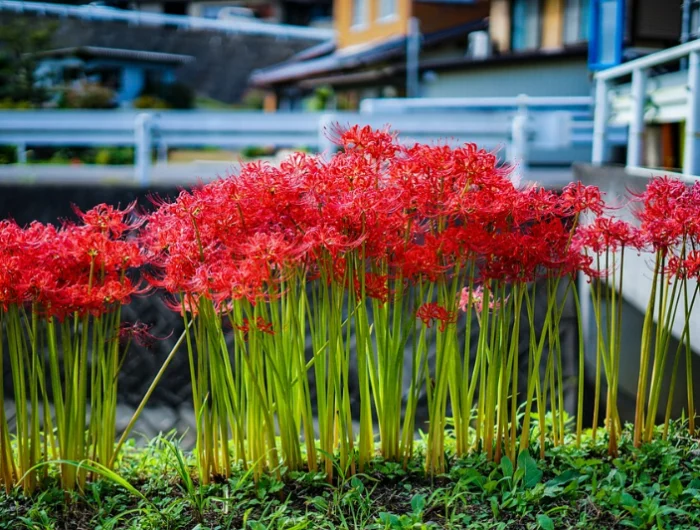 amaryllis gießen waehrend der bluete